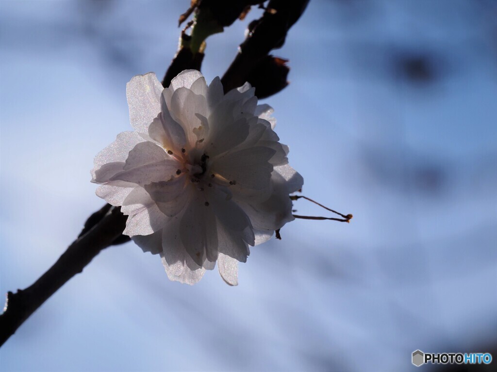 花だより～ⅳ