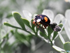 ホシは幾つかな～、、、。