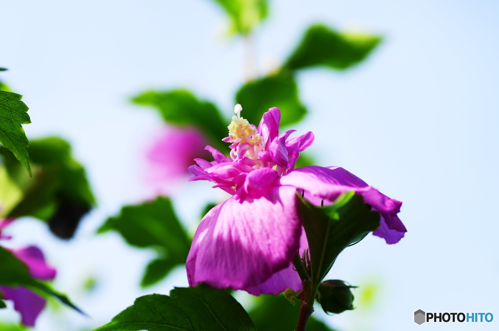 葉月花ー28