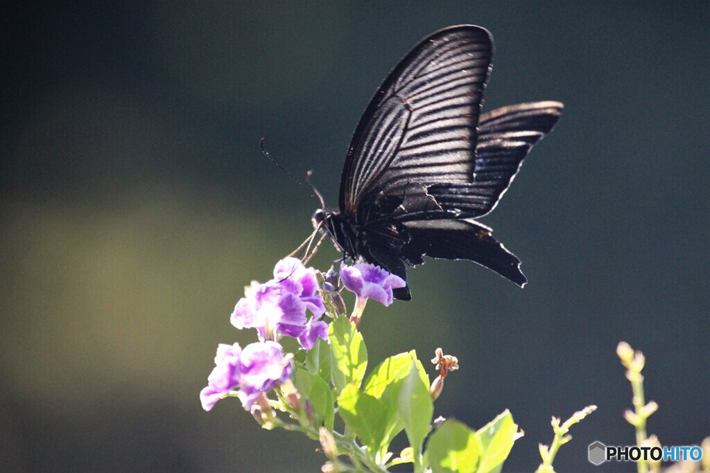 追憶の黒い翅～③