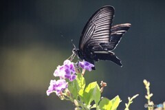 追憶の黒い翅～③