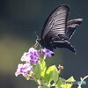 追憶の黒い翅～③