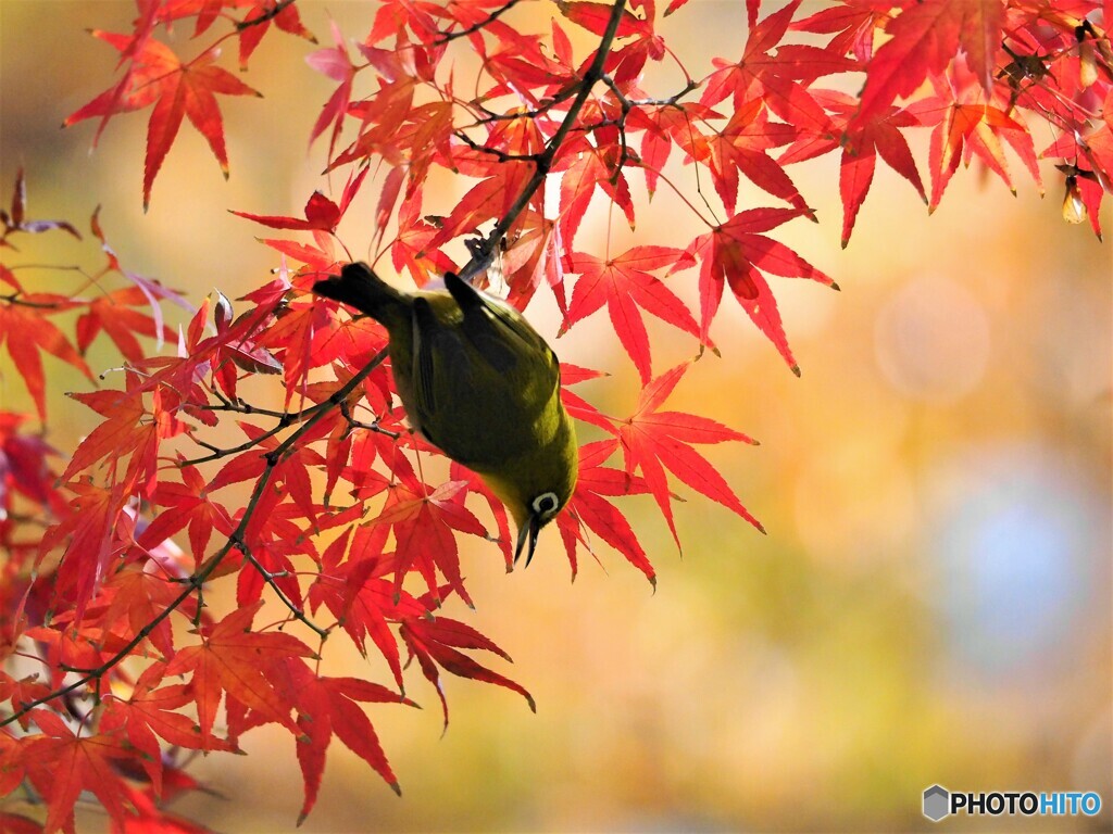 モミジローⅺ