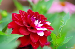 水無月花ー19