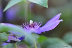 二度目の開花～ⅱ