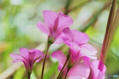 輝く心