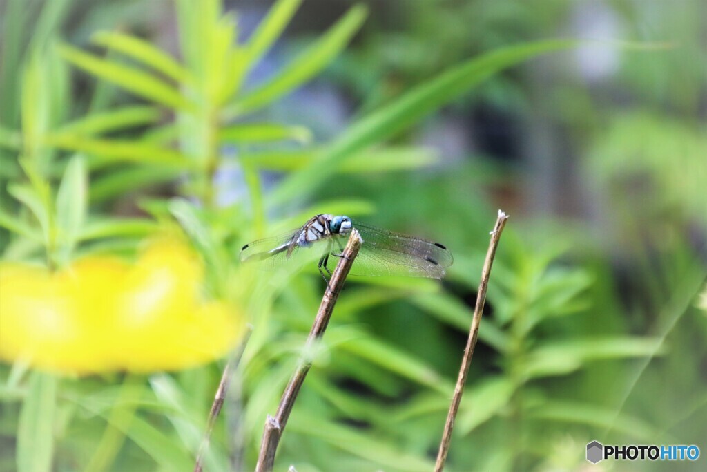 晩夏