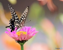 この花好きで～す、、、。
