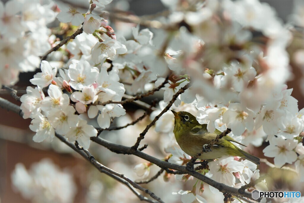 精神の美の中の野鳥