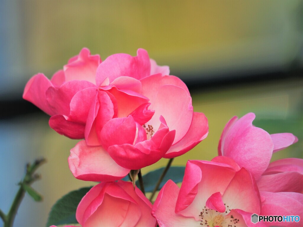 冬の薔薇～ⅲ