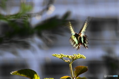 アオスジアゲハ－２