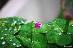 雨の日の花達～④