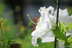 白い百合