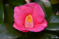 霜月花－19