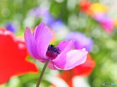 待ち望む