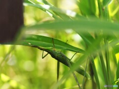 隠れているつもり