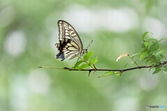 並でも美しく～ⅵ