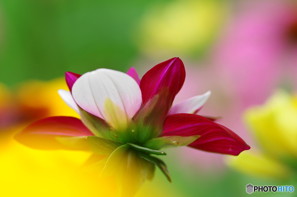 雨上がりのダリア