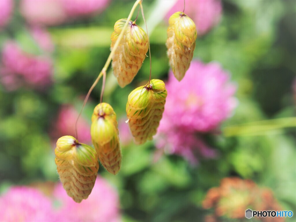 豊か～ⅱ