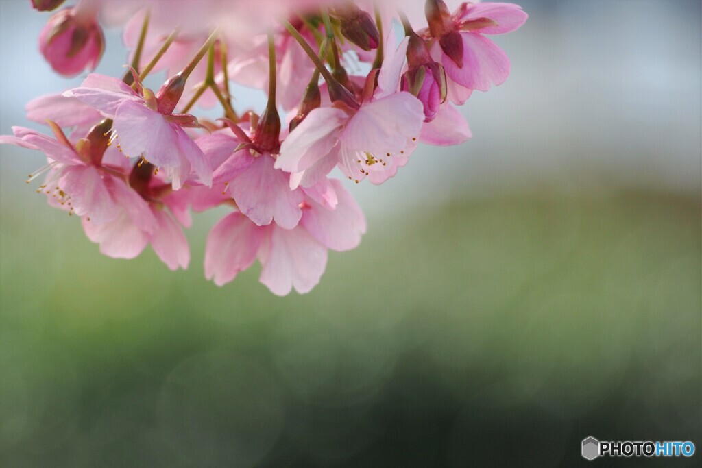 令和を咲く～Ⅹ