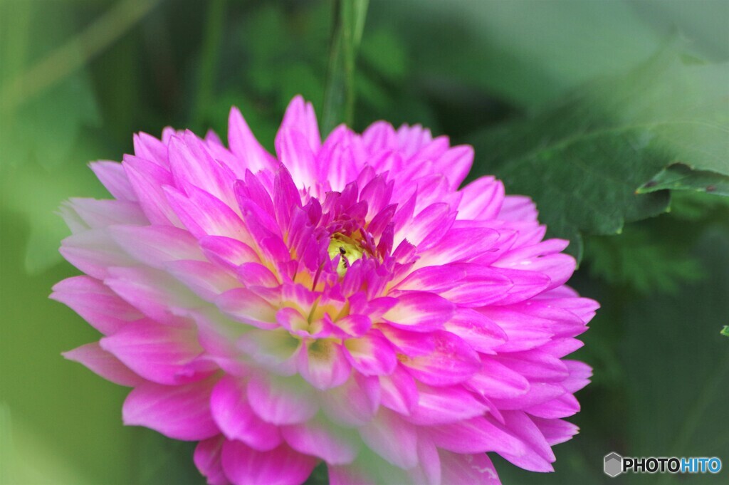 華麗