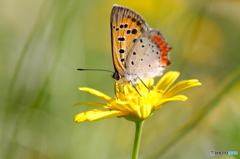 紅シジミチョウの舞－29