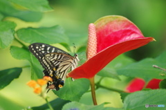 生物園Ⅳ―27