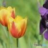隣同士の国の花