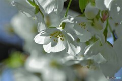 大島桜だより～③