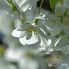 大島桜だより～③