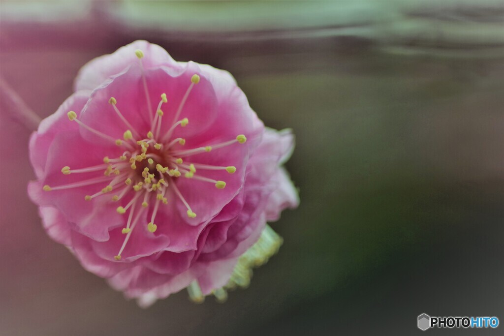 氏神様の梅の花～ⅱ