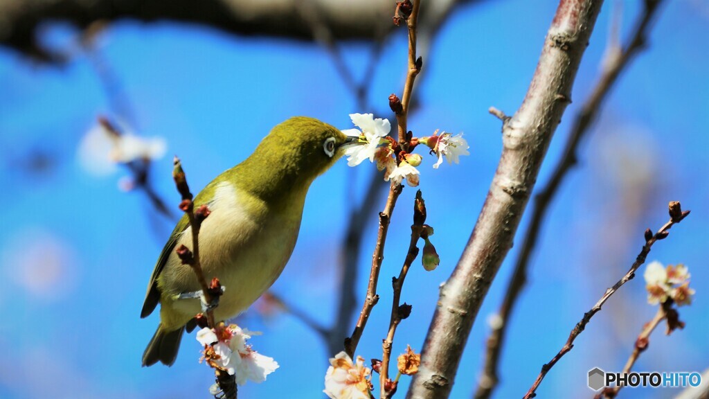 寒桜にチュー、、、。