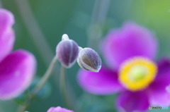 神無月花ー１
