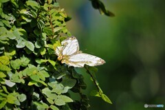 冬の蝶達～ⅵ