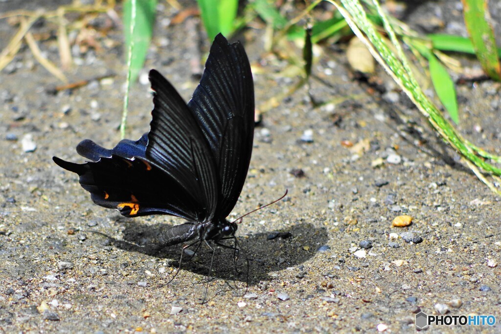 地球の恵み～ⅱ