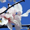 姫拳
