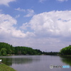 水元公園の鯉のぼり。
