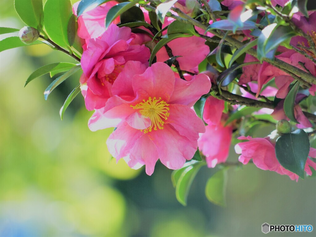 山茶花