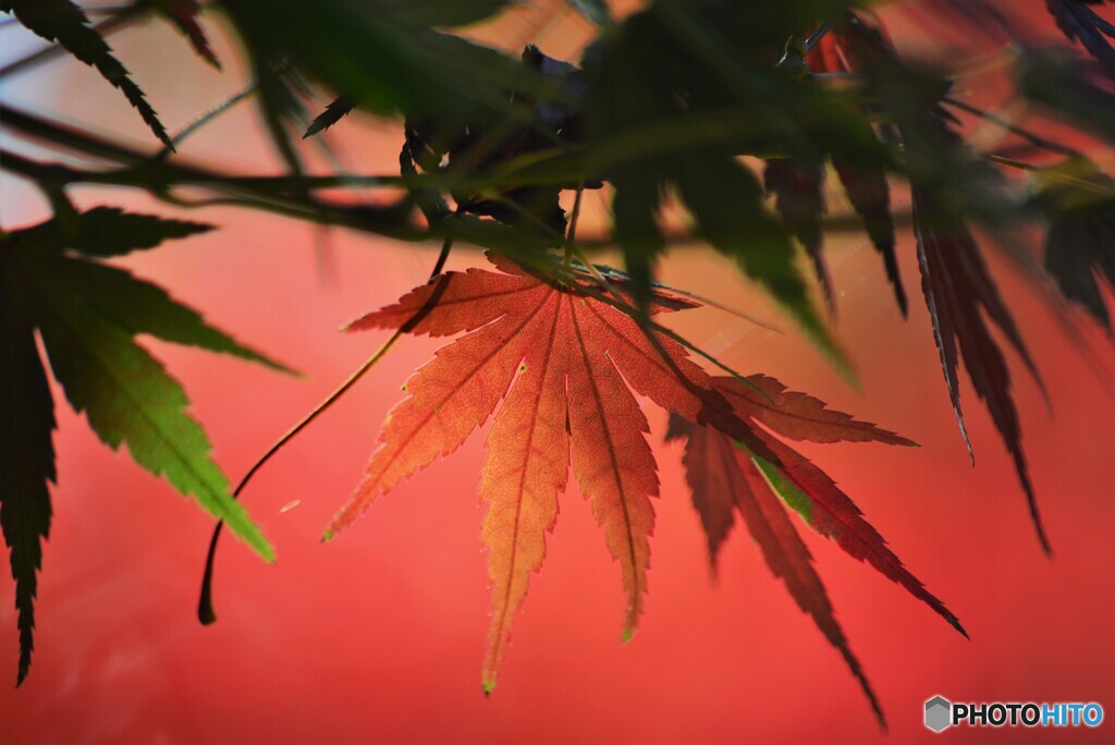 紅