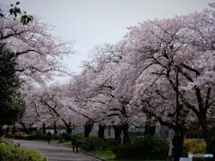 桜便り～xlviii
