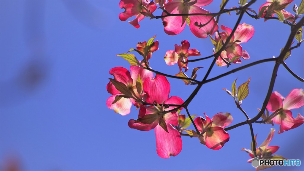 令和の年を咲こうとする花～ⅲ