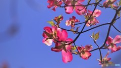 令和の年を咲こうとする花～ⅲ