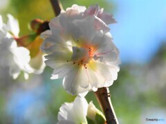初冬の桜。