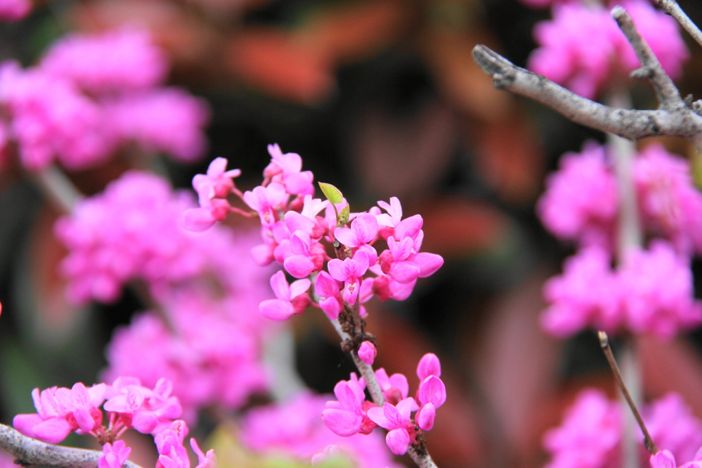 3年前の春の盛り－１