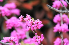 3年前の春の盛り－１