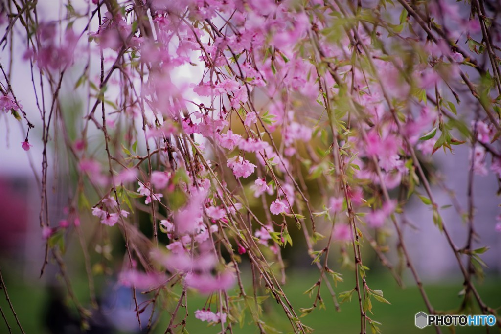 平成最後を咲く桜達～liv