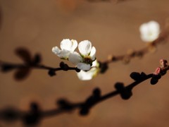 雪が如く、、、。