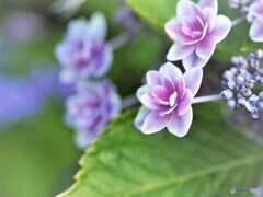 梅雨の華～ⅰ