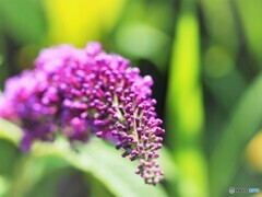 まだ蕾