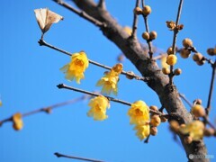 早春へ